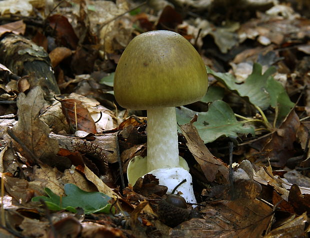 muchotrávka zelená Amanita phalloides (Vaill. ex Fr.) Link