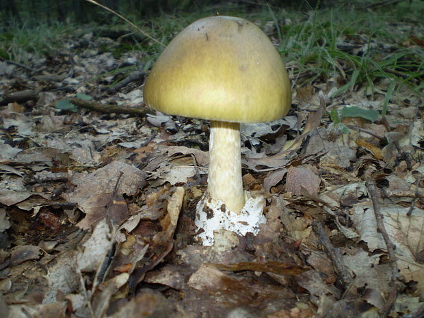 muchotrávka zelená Amanita phalloides (Vaill. ex Fr.) Link