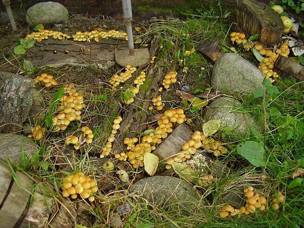 podpňovka žltá Armillaria gallica Marxm. & Romagn.