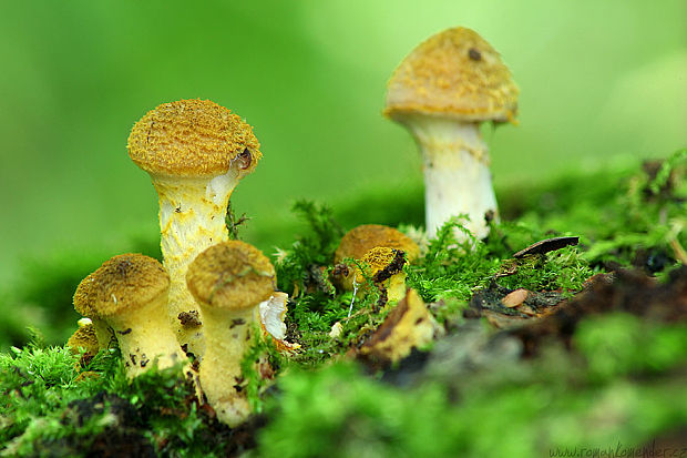 podpňovka žltá Armillaria gallica Marxm. & Romagn.