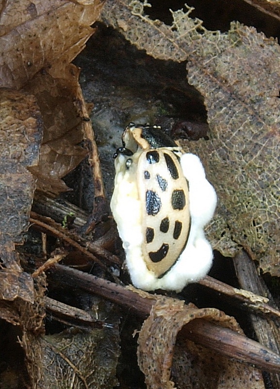 bovéria Beauveria sp.