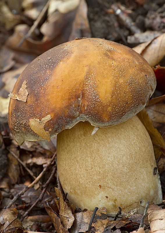 hríb bronzový Boletus aereus Bull. ex Fr.