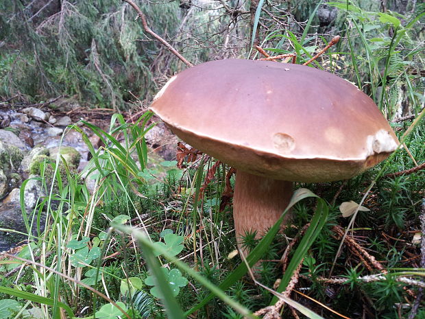 hríb smrekový Boletus edulis Bull.