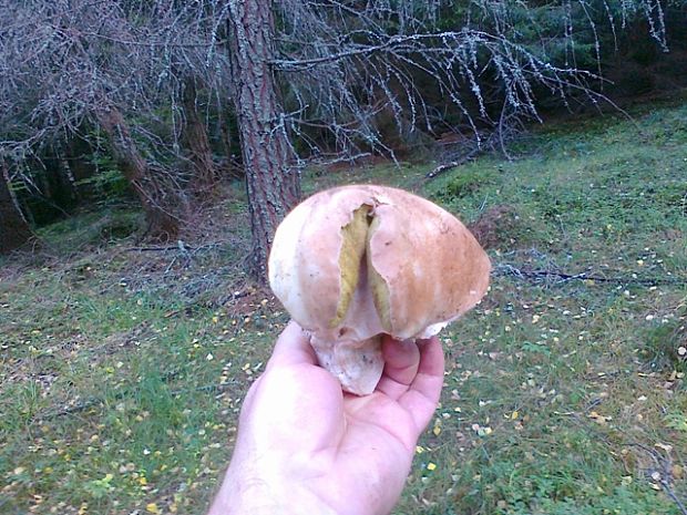 hríb smrekový Boletus edulis Bull.