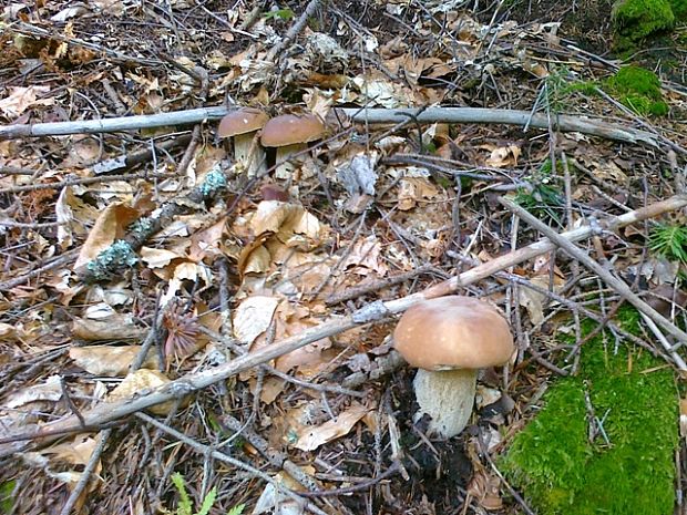 hríb smrekový Boletus edulis Bull.