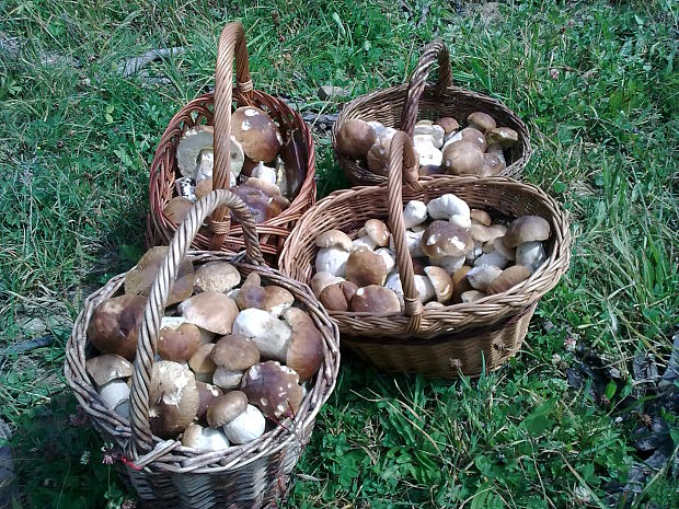 hríb smrekový Boletus edulis Bull.