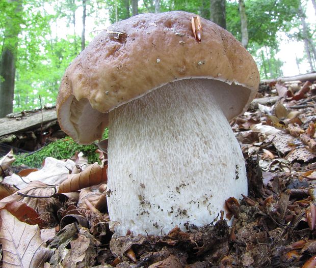 hríb smrekový Boletus edulis Bull.