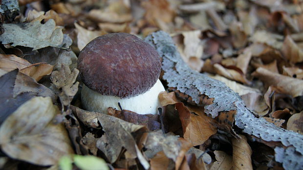 hríb sosnový Boletus pinophilus Pil. et Dermek in Pil.