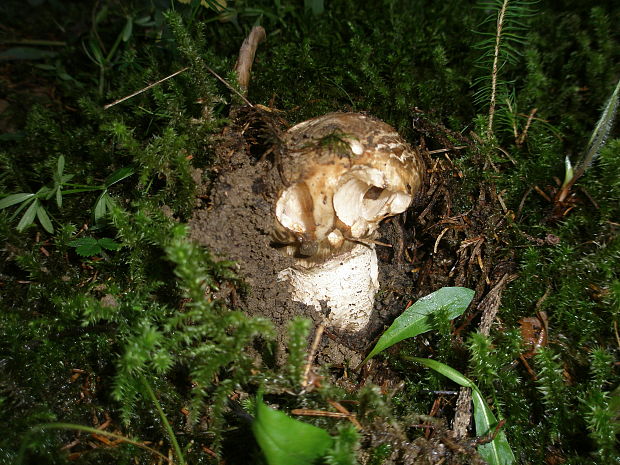 náramkovka cisárska Catathelasma imperiale (P. Karst.) Singer