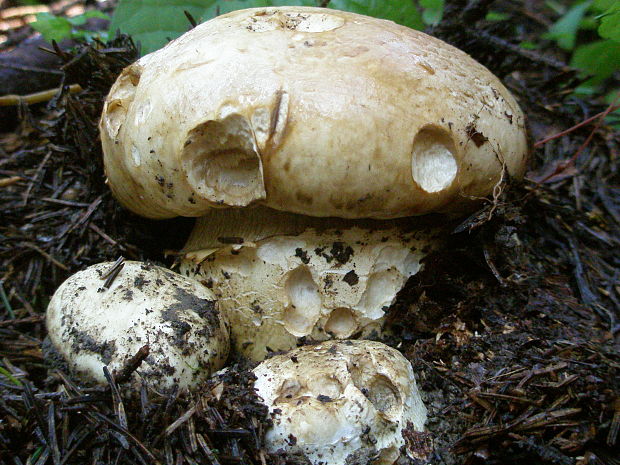 náramkovka cisárska Catathelasma imperiale (P. Karst.) Singer