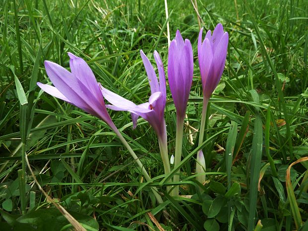 jesienka obyčajná Colchicum autumnale