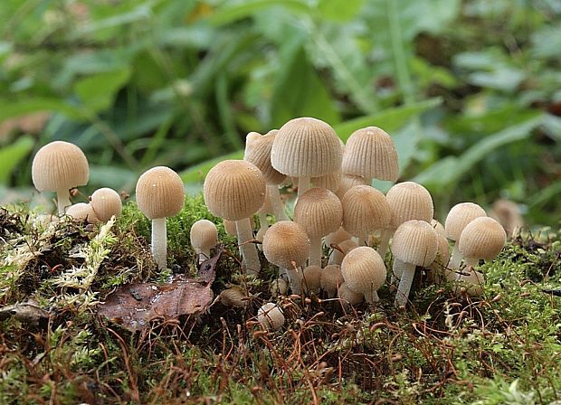 hnojník rozsiaty Coprinellus disseminatus (Pers.) J.E. Lange