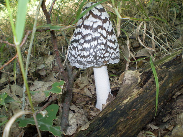 hnojník strakatý Coprinopsis picacea (Bull.) Redhead, Vilgalys & Moncalvo