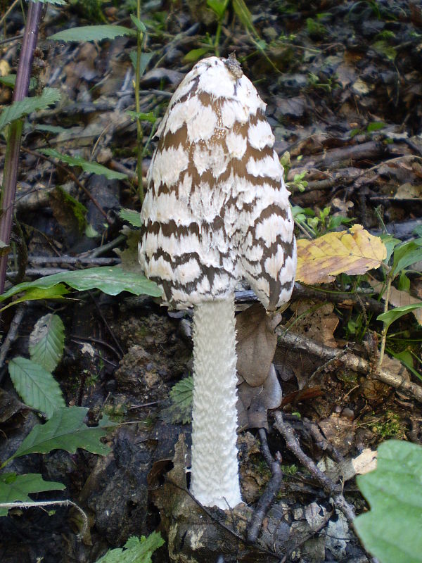 hnojník strakatý Coprinopsis picacea (Bull.) Redhead, Vilgalys & Moncalvo