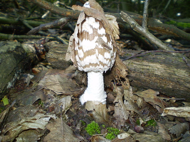 hnojník strakatý Coprinopsis picacea (Bull.) Redhead, Vilgalys & Moncalvo