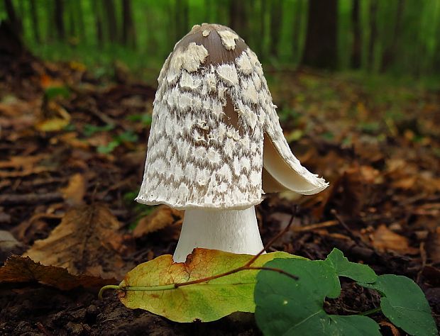 hnojník strakatý Coprinopsis picacea (Bull.) Redhead, Vilgalys & Moncalvo