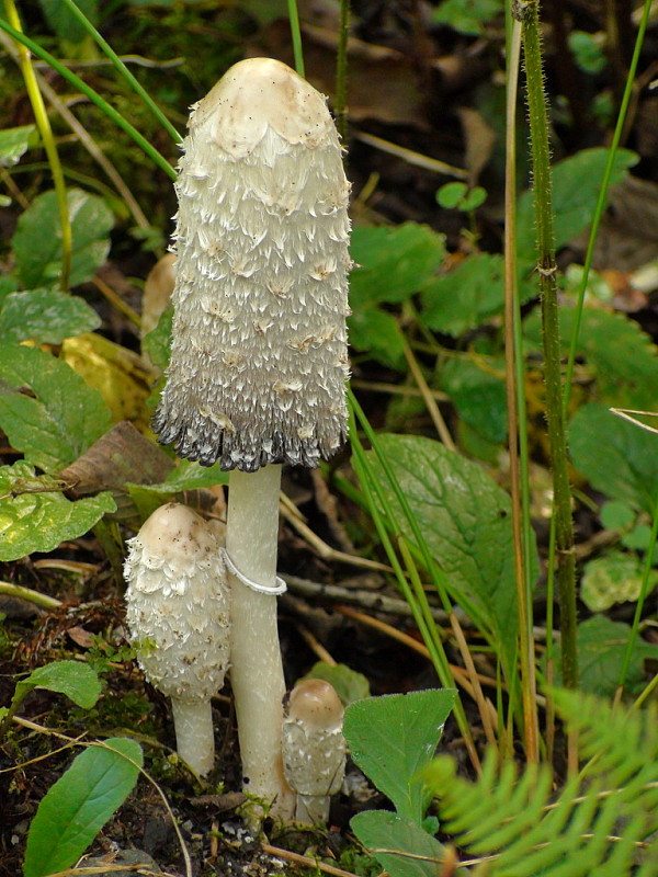 hnojník obyčajný Coprinus comatus (O.F. Müll.) Pers.