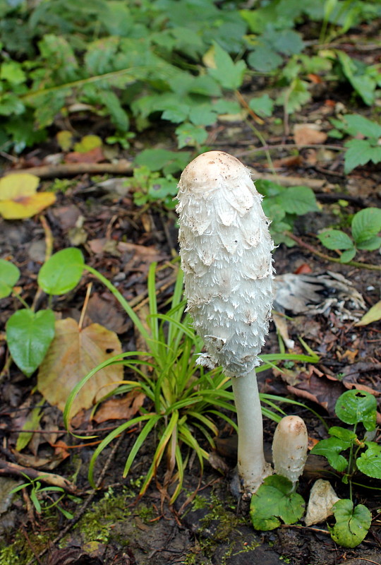 hnojník obyčajný Coprinus comatus (O.F. Müll.) Pers.