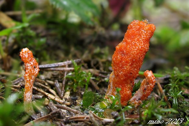 žezlovka hmyzová Cordyceps militaris (Fr.) Link