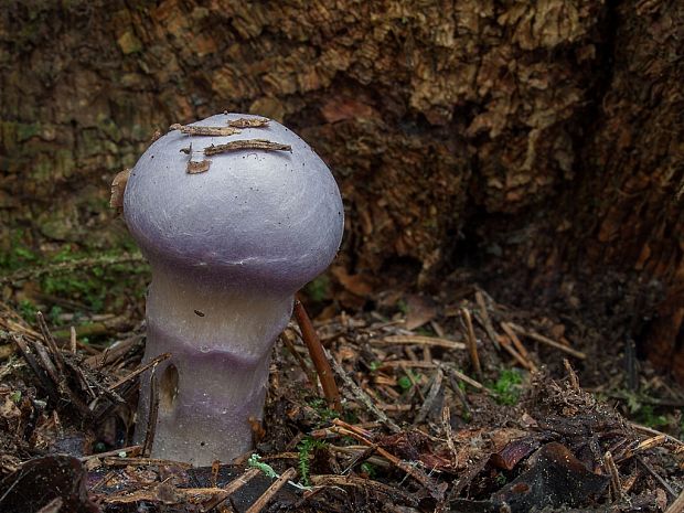 pavučinovec smradľavý Cortinarius traganus (Fr.) Fr.