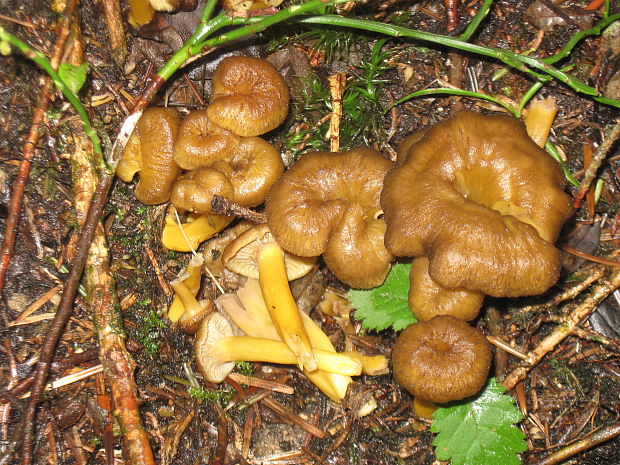 kuriatko lievikovité Craterellus tubaeformis (Fr.) Quél.