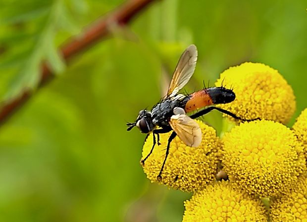 Cylindromyia sp.