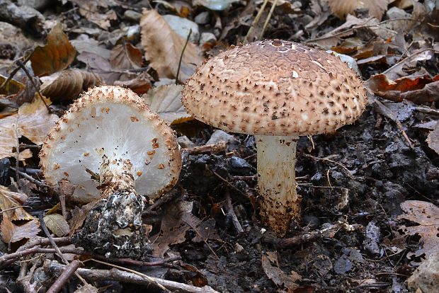 bedlička ostrošupinatá Echinoderma asperum (Pers.) Bon