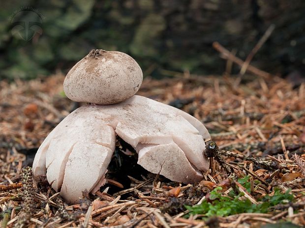 hviezdovka červenkastá Geastrum rufescens Pers.