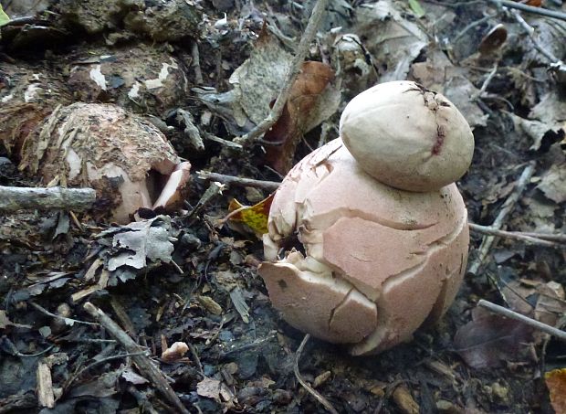 hviezdovka Geastrum sp.