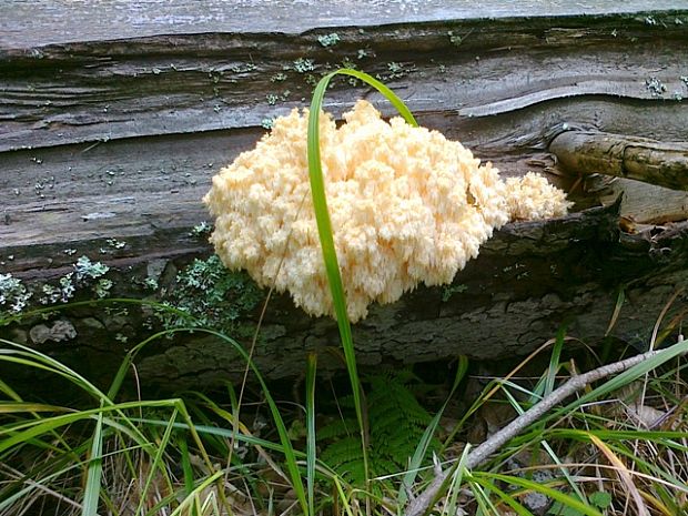 koralovec jedľový Hericium alpestre Pers.