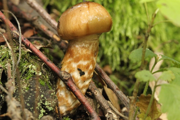 šťavnačka Persoonova Hygrophorus persoonii Arnolds