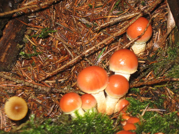 strapcovka tehlovočervená Hypholoma lateritium (Schaeff.) P. Kumm.