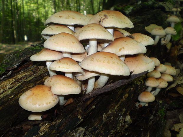 strapcovka tehlovočervená Hypholoma lateritium (Schaeff.) P. Kumm.