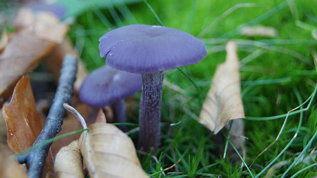 lakovka ametystová Laccaria amethystina (Huds.) Cooke