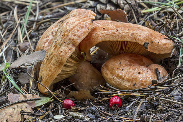 rýdzik pravý Lactarius deliciosus (L.) Gray