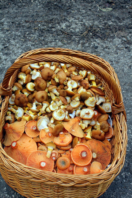 rýdziky a václavky. Lactarius sp.