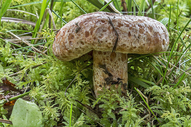 rýdzik Lactarius sp.