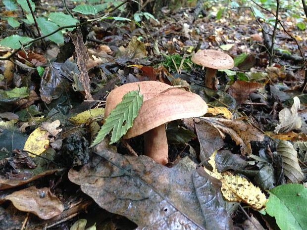 rydzik Lactarius sp.