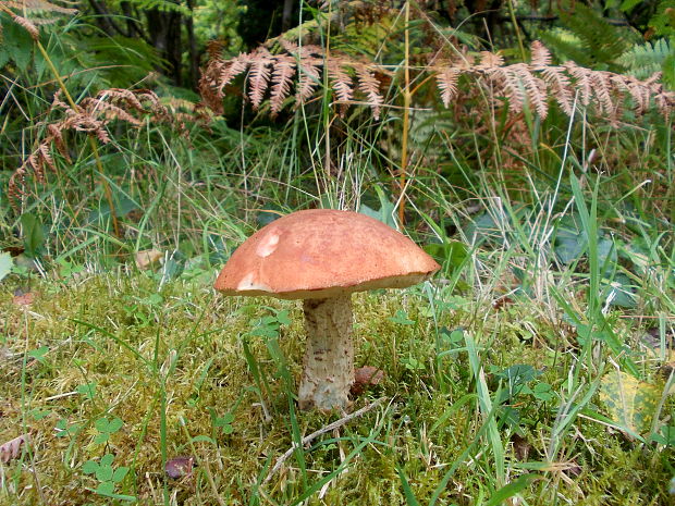 kozák osikový Leccinum albostipitatum den Bakker & Noordel.