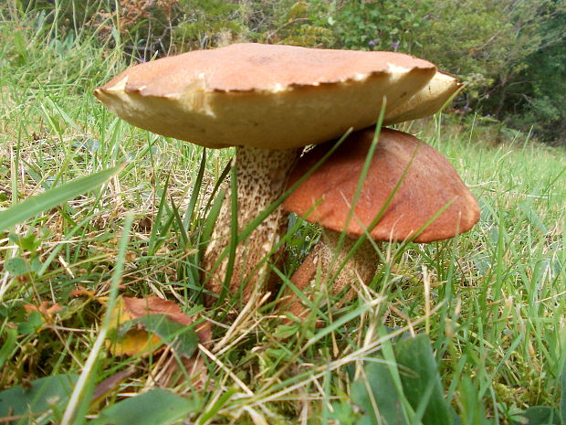 kozák osikový Leccinum albostipitatum den Bakker & Noordel.