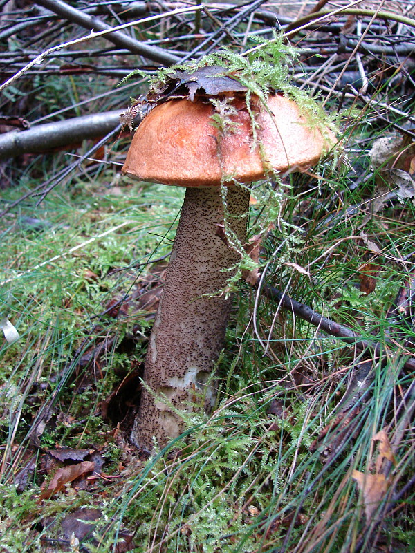 kozák smrekový Leccinum piceinum Pilát & Dermek