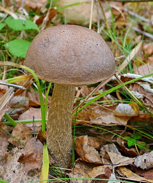 kozák brezový Leccinum scabrum (Bull.) Gray