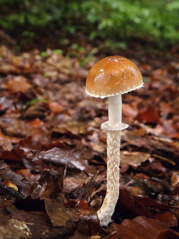 golierovka plavooranžová Leratiomyces squamosus (Pers.) Bridge & Spooner