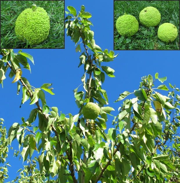 maklura pomarančovitá Maclura pomifera (Rafin.) C. K. Schneider