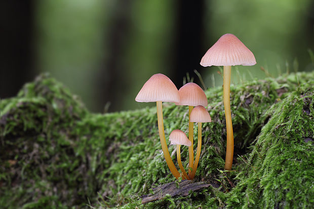 prilbička žltohlúbiková Mycena renati Quél.