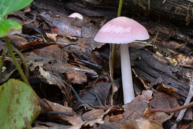 prilbička ružovkastá Mycena rosea Gramberg