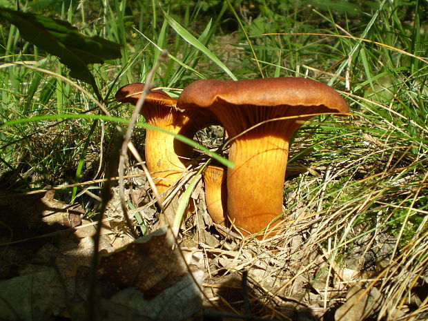 kališník hnedooranžový Omphalotus olearius (DC.) Singer