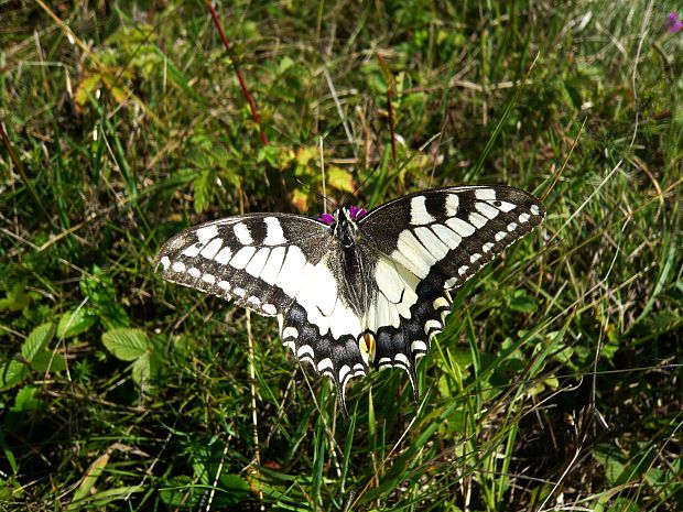 vidlochvost feniklový Papilio machaon