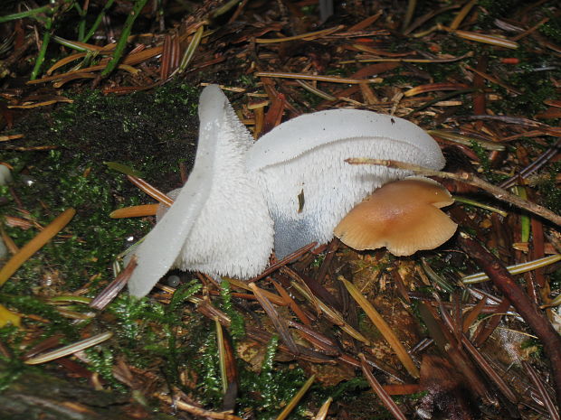 pajelenka želatínová Pseudohydnum gelatinosum (Scop.) P. Karst.