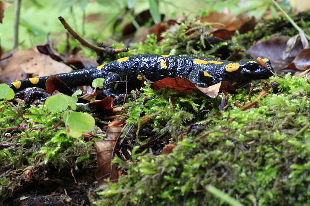 salamandra škvrnitá Salamandra salamandra